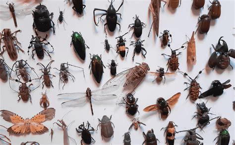 Datos Curiosos Y Sorprendentes Sobre Los Insectos