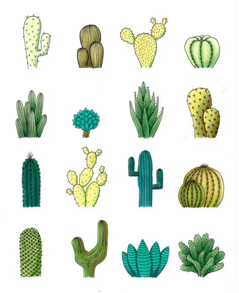 Cactus Drawing Cactus Art Cactus Flower Kaktus Illustration
