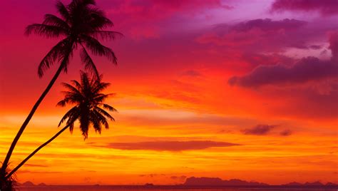 Beautiful Red Sky Palm Trees Landscape Ocean Nature