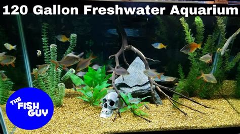 My Sons New Aquarium 120 Gallon Freshwater Community Tank Youtube