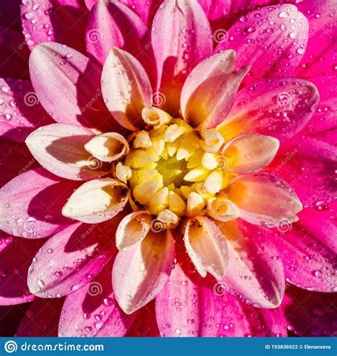 Pink Dahlia Flower With Raindrops Growing In The Garden Stock Photo Image Of Dahlia Grow