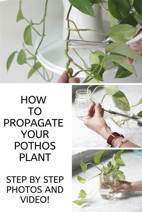 How To Propagate A Pothos Plant Step By Step Photos Plus An Instruction Tuitorial Video Also