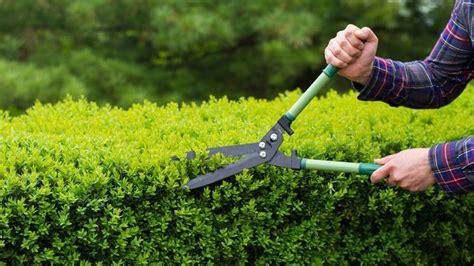 How And When To Prune Shrubs So Your Lawn Looks Loved ®