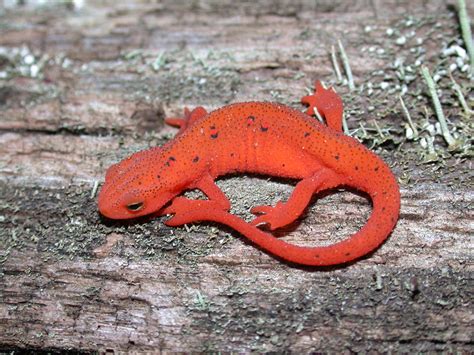 Salamanders North America Flickr