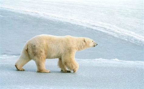 The Polar Bear Ontarios Arctic Giant Ontario Parks