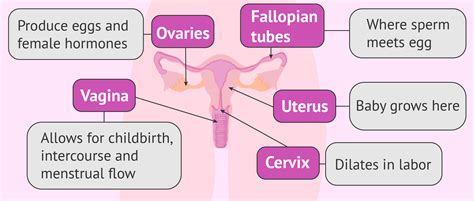 Internal Female Reproductive System Diagram