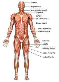 Here we explain the major muscles of the human body. Chart of Major Muscles on the Front of the Body with ...