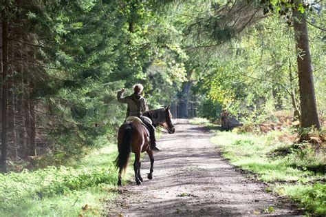Girl Riding A Horse In A Forest In Denmark Stock Image Colourbox