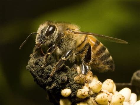 Killer Bees Swarm Likely Riled By Lawnmower Kills Texas Man Across