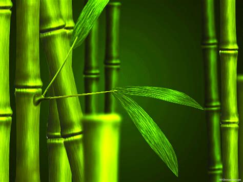 Bamboo Green Nature Background 1001 Christian Clipart