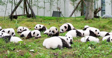 Baby Panda Cubs Photo Make Public Debut At China