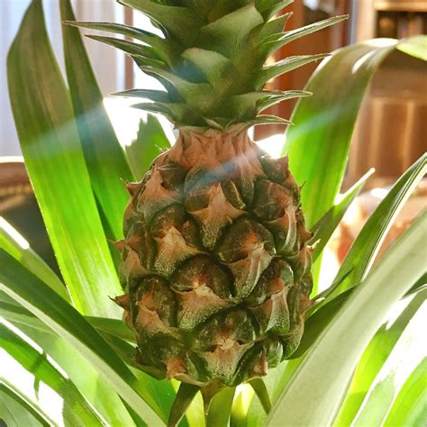 Ananas Comosus Pineapple In Gardentags Plant Encyclopedia