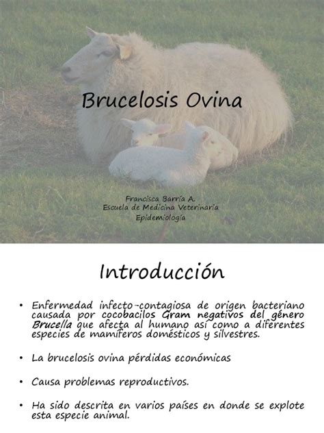 Brucelosis Ovina Oveja Medicina Clínica