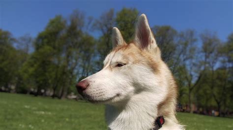 Working Dogs Breeds Cute Dogs Breeds Dog Breeds Golden Husky Mans