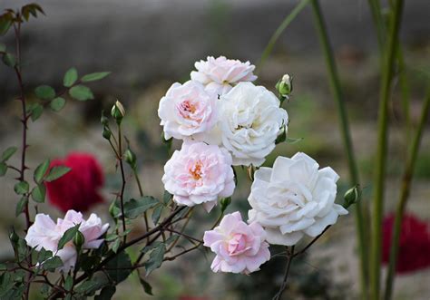 Rose Blumen Rosen Kostenloses Foto Auf Pixabay