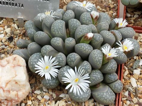 Lithops Marmorata Living Stones World Of Succulents