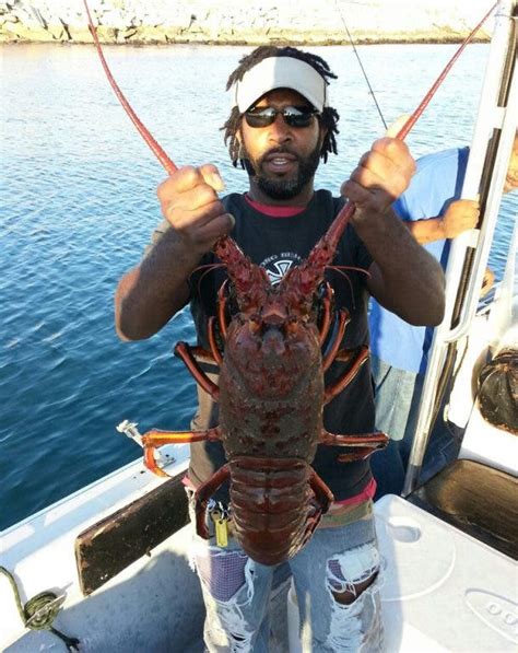 Lobster Season Opens Friday Newport Beach Ca Patch
