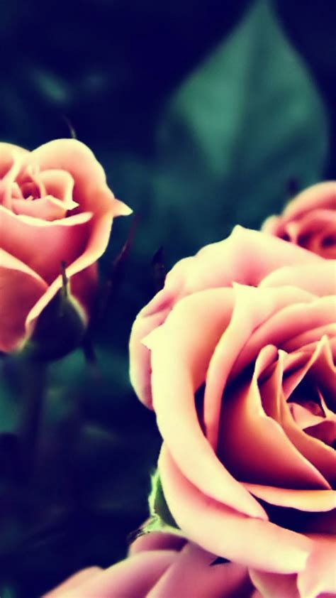 Roses Pink Rose Wallpaper For Iphone X 8 7 6 Free