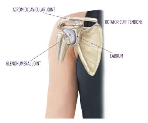 Infraspinatus and teres minor tendon. Shoulder Tendon Anatomy - Shoulder Human Anatomy Image ...