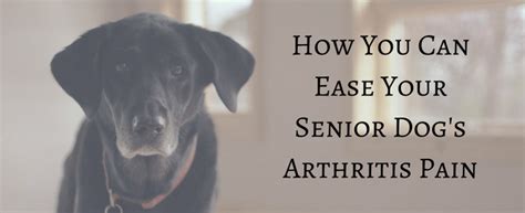 How You Can Ease Your Senior Dogs Arthritis Pain