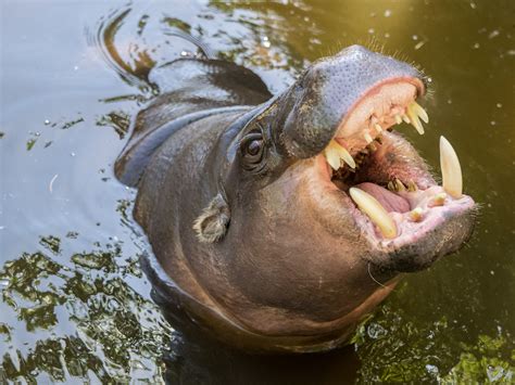 The Teeth Of The Pygmy Hippo Rbadassanimals
