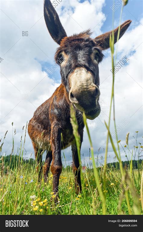 Donkey Grazing Field Image And Photo Free Trial Bigstock