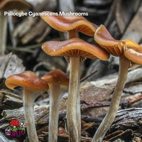 Psilocybe Cyanescens Spore Syringe Psilocybin Circus