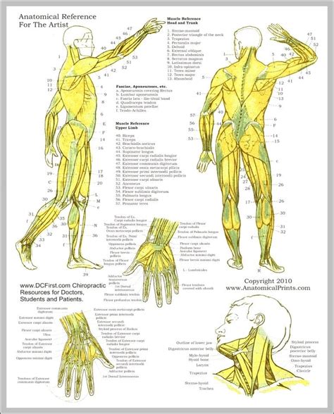 Anatomy Study Guide Muscles 744×962 Anatomy System Human Body
