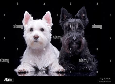 West Highland Black Terrier Hi Res Stock Photography And Images Alamy