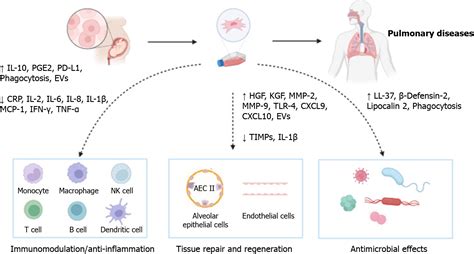 Therapeutic Utility Of Human Umbilical Cord Derived Mesenchymal Stem