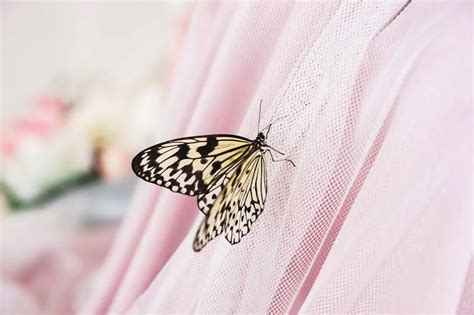 kupu kupu hitam masuk kamar tidur