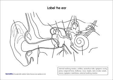 We did not find results for: parts of the ear blank diagram - 2 | Ear parts, Ear ...