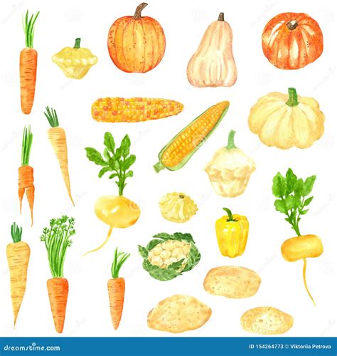 Different Orange Yellow Vegetables Clipart Set Hand Drawn Watercolor