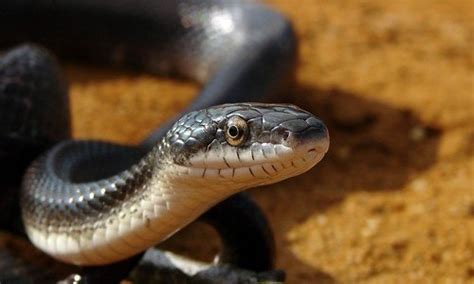 Some of the snakes in alabama are venomous and some are harmless. How poisonous is a black snake with a white belly? - Quora