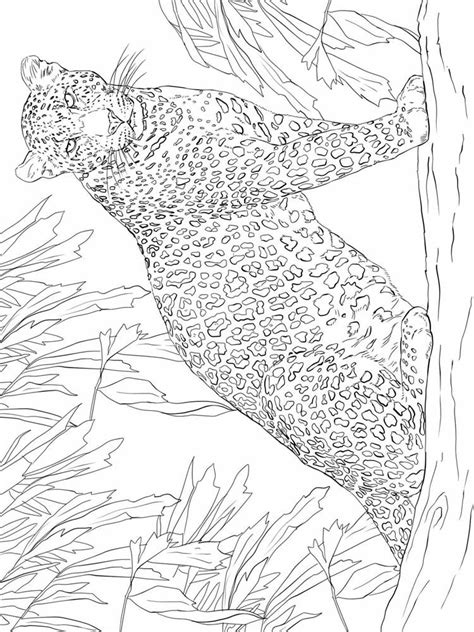 Free Leopard Coloring Pages For Adults Printable To Download Leopard Coloring Pages