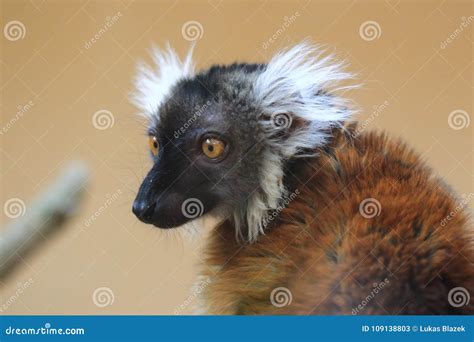 Black Lemur Stock Image Image Of Primate Body Detail 109138803