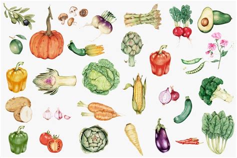 Hand Drawn Vegetable Collection Vector Stock Images Page Everypixel