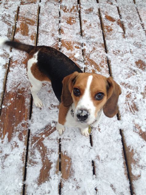 Bella Excited About The Snow Beagle Puppy Beagle Beagle Dog