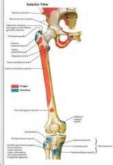 Muscles Flashcards - Cram.com