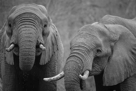 Free Stock Photo Of Africa Animals Black And White
