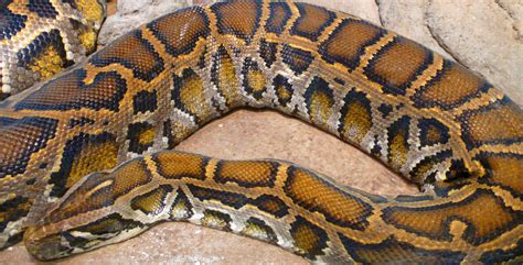 Genetic Scientists Sequence Genomes Of Burmese Python King Cobra Sci