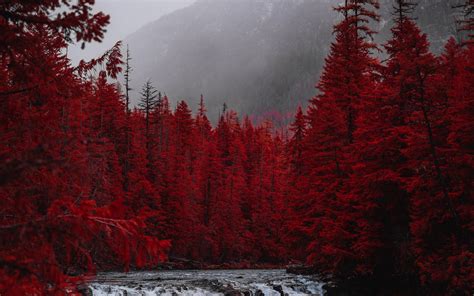 Download Red Forest Trees River Stream Nature Wallpaper 3840x2400