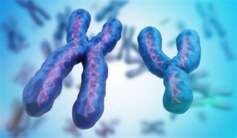 Scientific Milestone Achieved Full Sequencing Of Human Y Chromosome Completed Years After