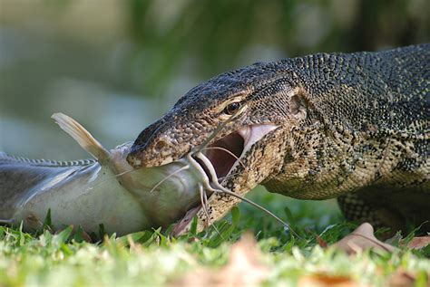 Water Monitor Lizard Facts Strength Habitat Roundglass Sustain