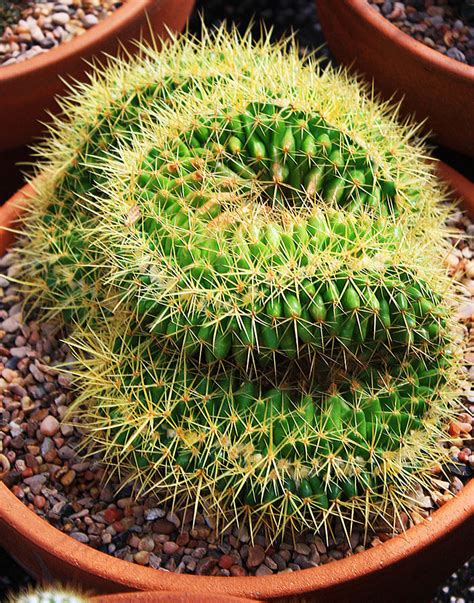 Unique Cactus Photograph By John Langdon Pixels