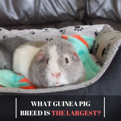 What Guinea Pig Breed Is The Largest Guinea Pig Tube