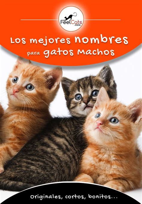 Check spelling or type a new query. Mejores Nombres para Gatos MACHOS y su significado ...