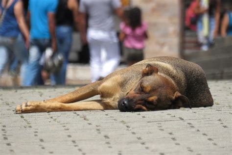 El 70 De Los Perros En México Viven En La Calle By Yesenia Martinez