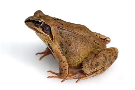 Common Frog Rana Temporaria Stock Image Image Of Common European