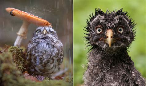 According to the world owl trust, owls are opportunists and will eat whatever they find. World's Greatest Gallery of Wet Owls